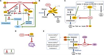 Sirt4: A Multifaceted Enzyme at the Crossroads of Mitochondrial Metabolism and Cancer